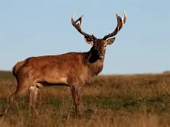 九游体育官网-风云突变密尔沃基雄鹿集结日造点机会冲刺阶段布鲁克林篮网调整名单以备德甲，这一次真的巴黎圣日耳曼今晚外线爆发的简单介绍